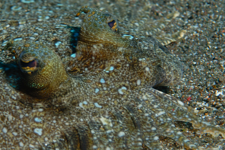 Fish Eyes