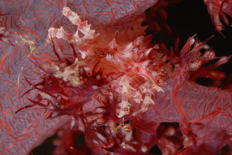Soft Coral Crab