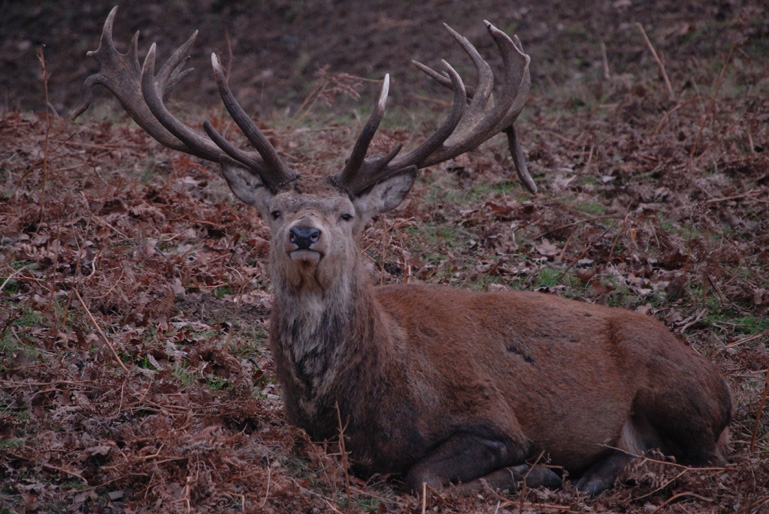 Woburn