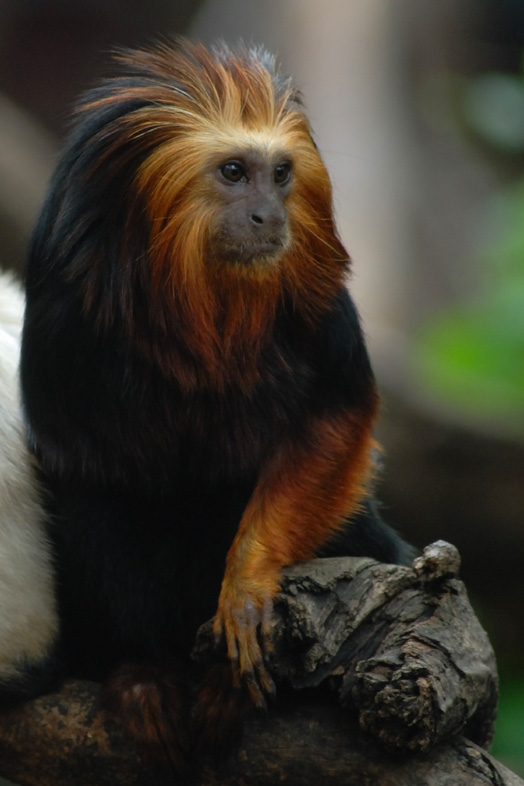 London Zoo