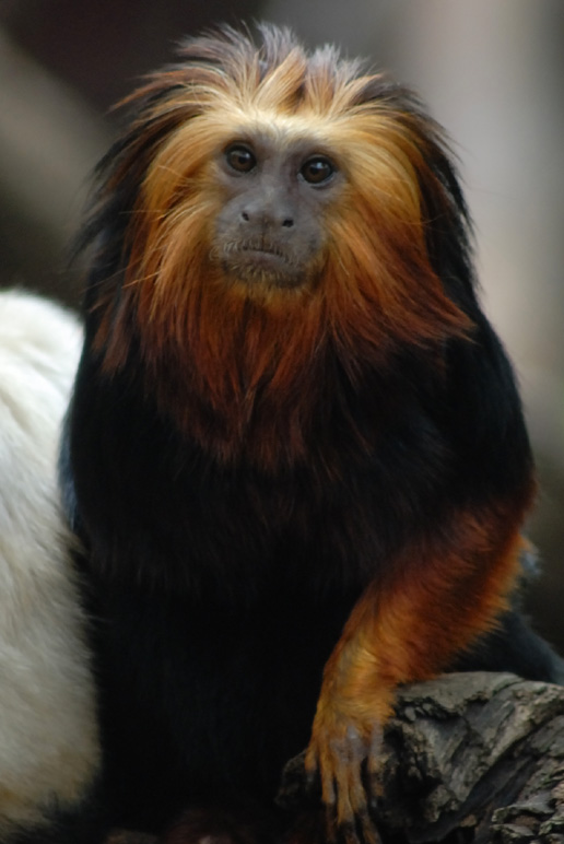 London Zoo