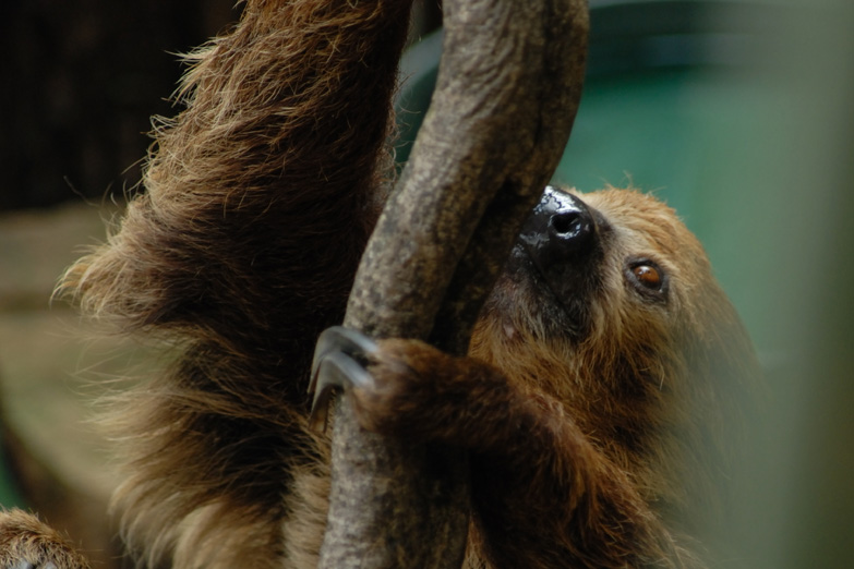 London Zoo