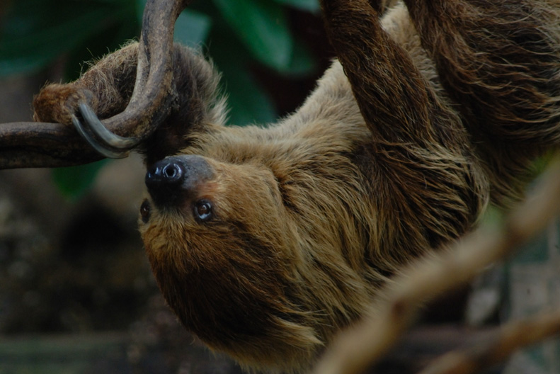 London Zoo