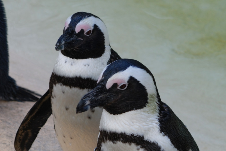 London Zoo