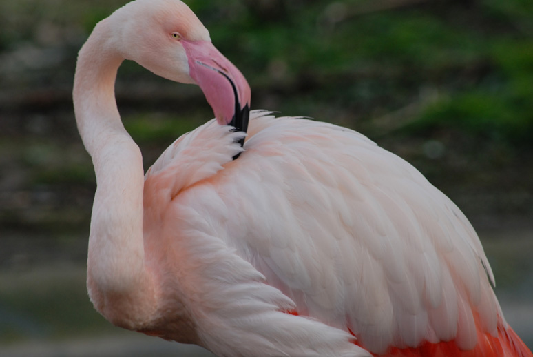 London Zoo