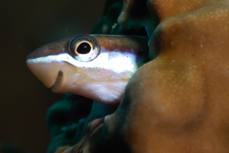 Goby