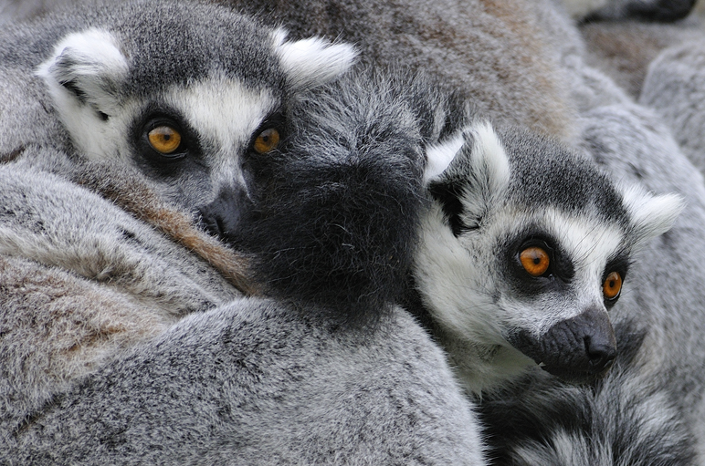 Whipsnade