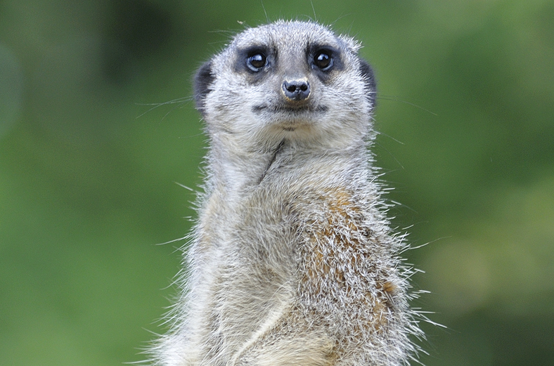 Whipsnade
