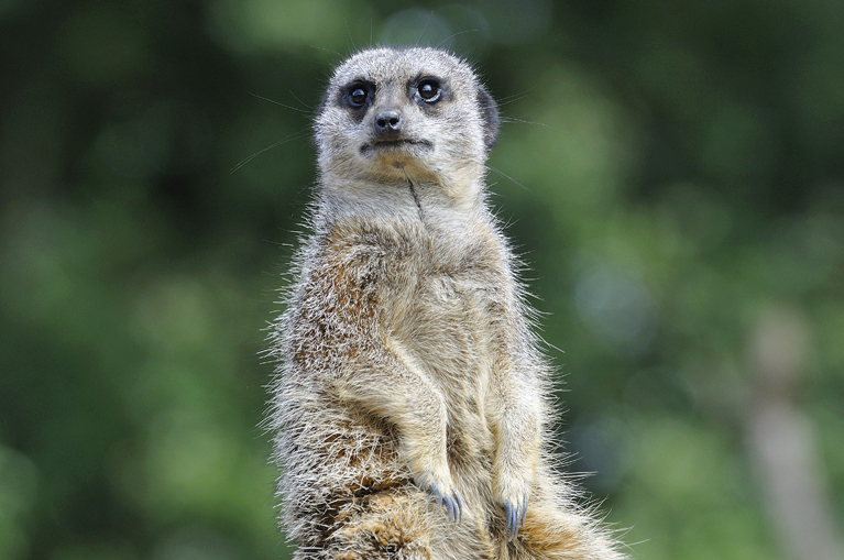 Whipsnade
