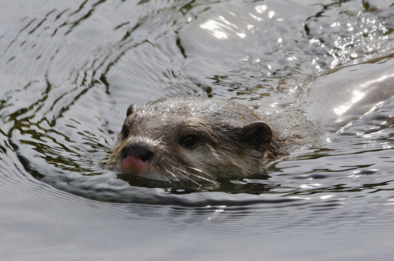 Whipsnade