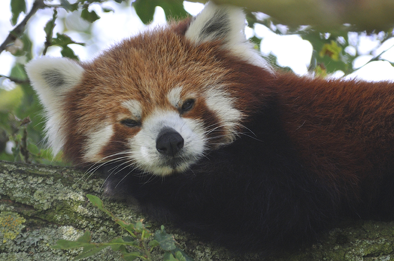 Whipsnade