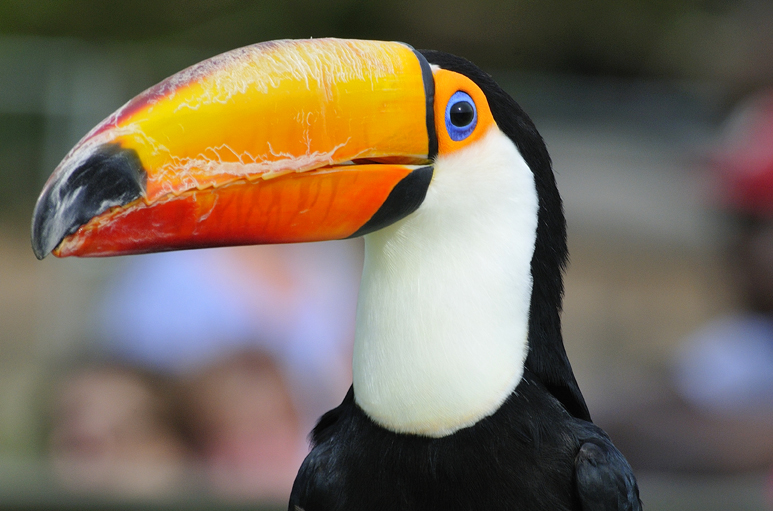 Whipsnade