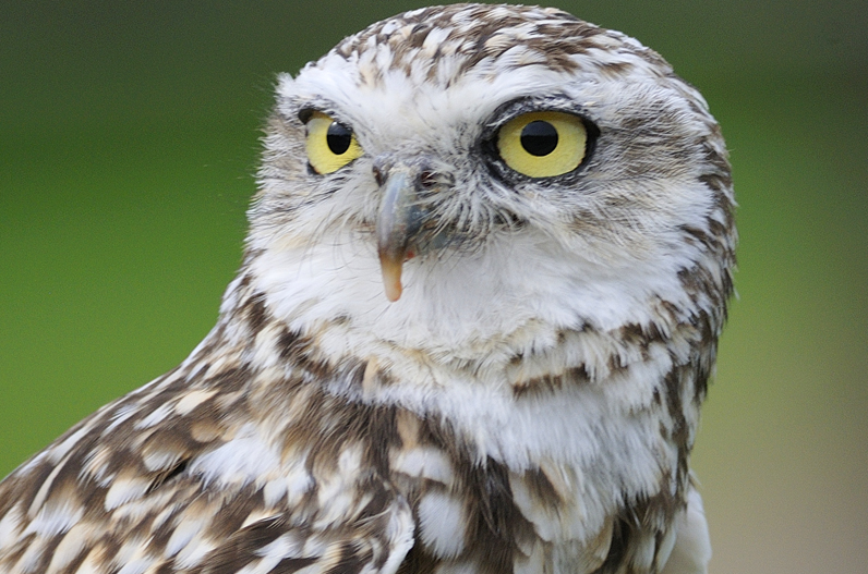Whipsnade