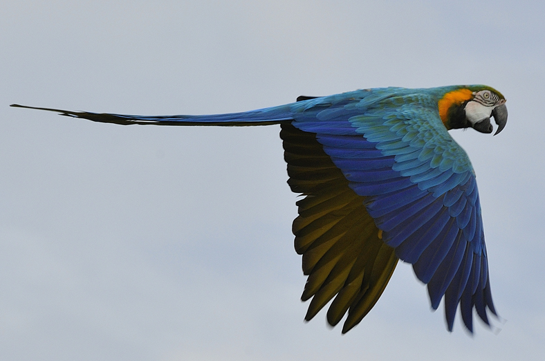 Whipsnade