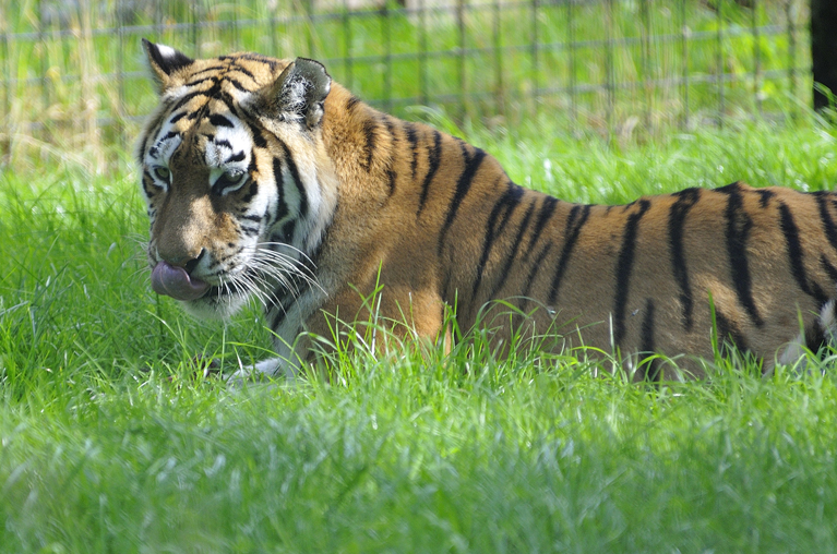 Whipsnade
