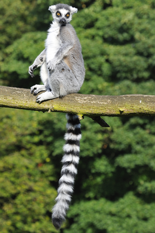Whipsnade
