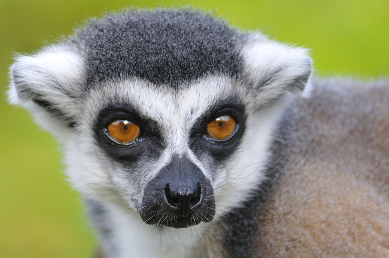 Whipsnade