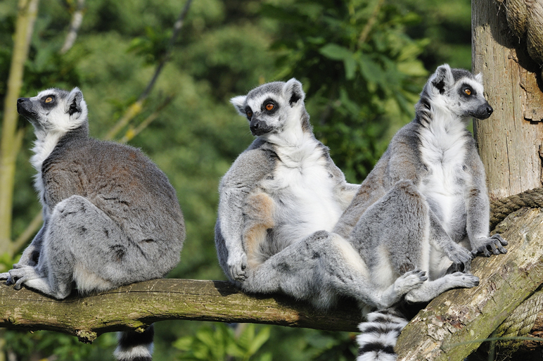Whipsnade