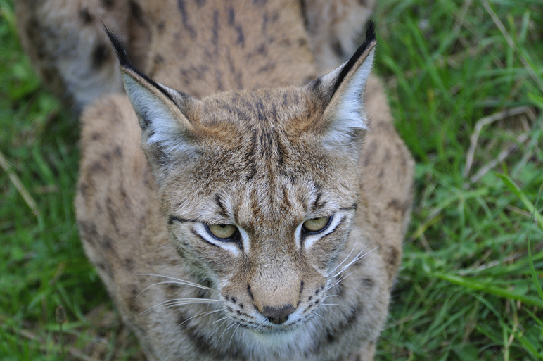 Whipsnade