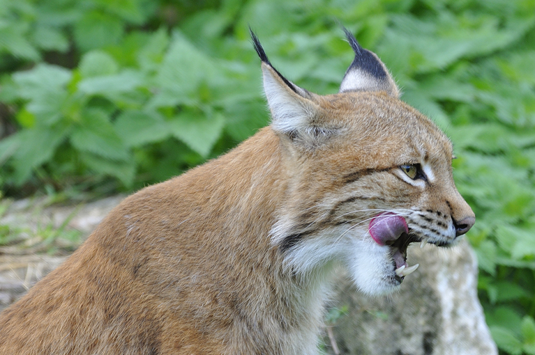 Whipsnade