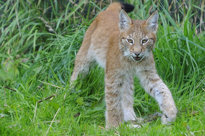 Whipsnade