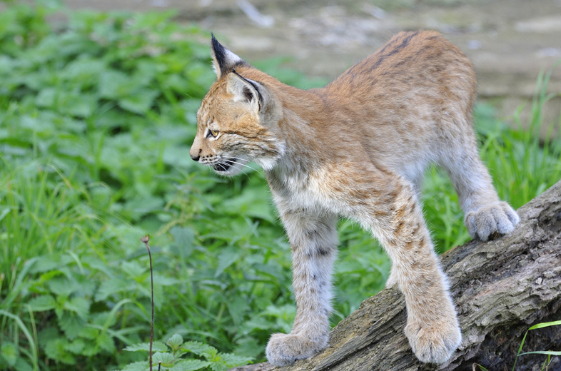 Whipsnade