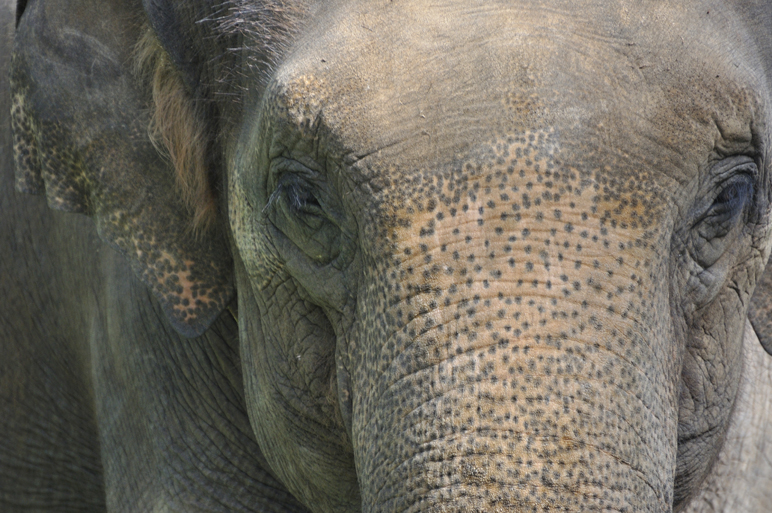 Whipsnade