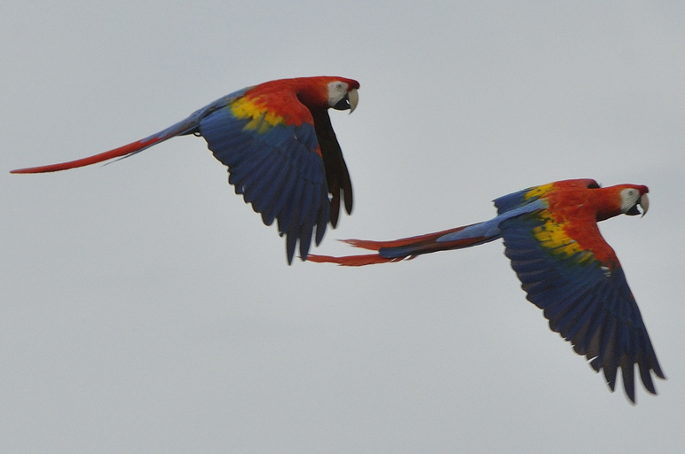 Whipsnade