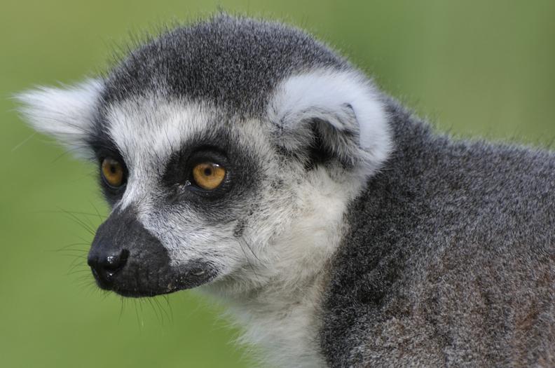 Whipsnade