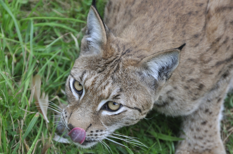 Wildlife in Captivity