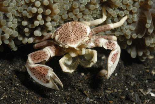 Porcelain Crab