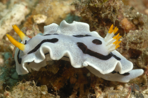 Nudi