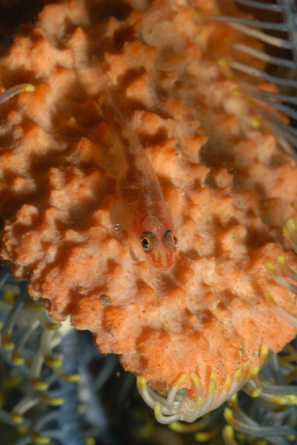o6/69/207069/1/147307630.atn4mDLG.Lembeh_102812_122541.JPG