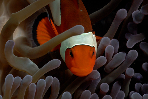 Eastern Clown Anemone Fish