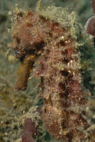 Sea Horse