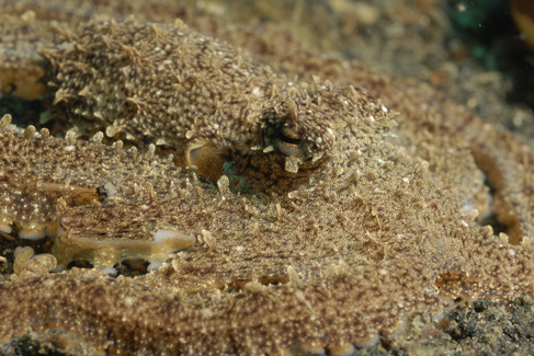 Long Arm Octopus