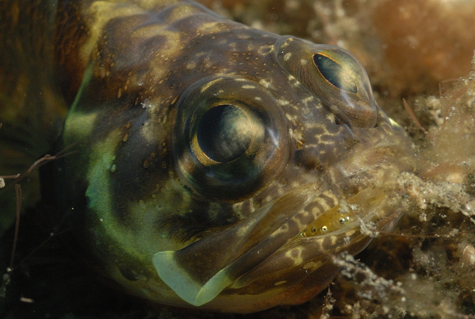 Jaw Fish