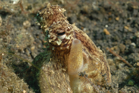 Reef Octopus