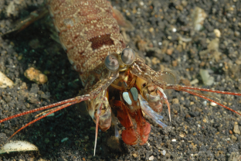 Mantis shrimp