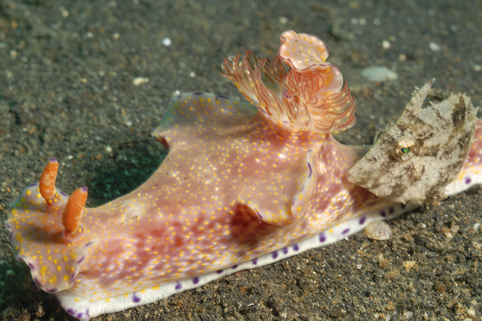 Nudi - 