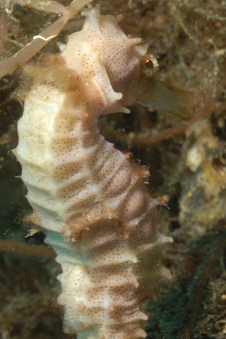 Sea Horse