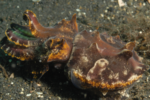 Flambouyant Cuttlefish