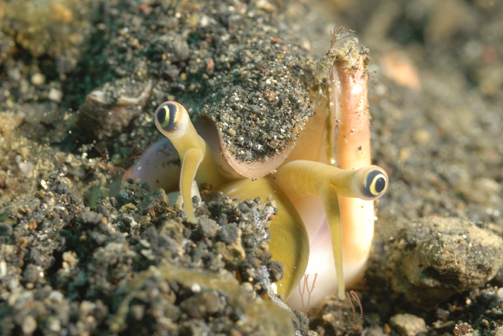 Thick Lip Conch