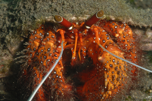 Hermit Crab