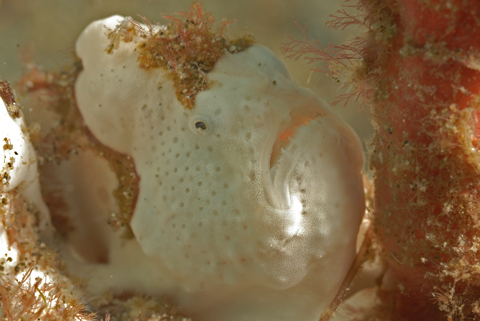 Frogfish