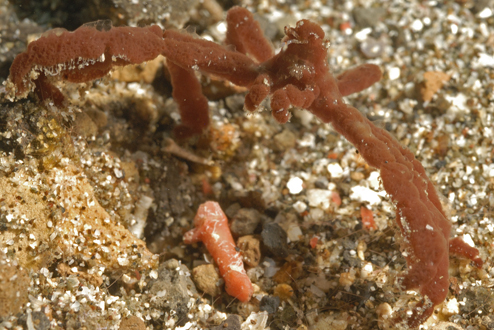 Orangutan Crab