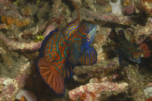 Mandarin Fish