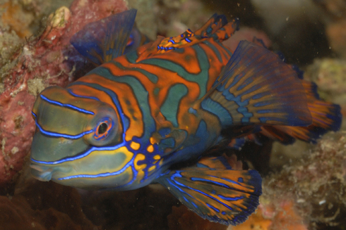 Mandarin Fish