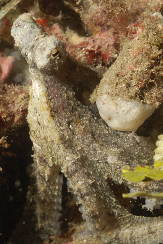 Long Arm Octopus