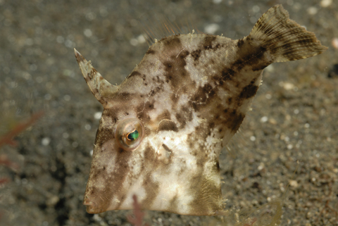 Strapweed File Fish